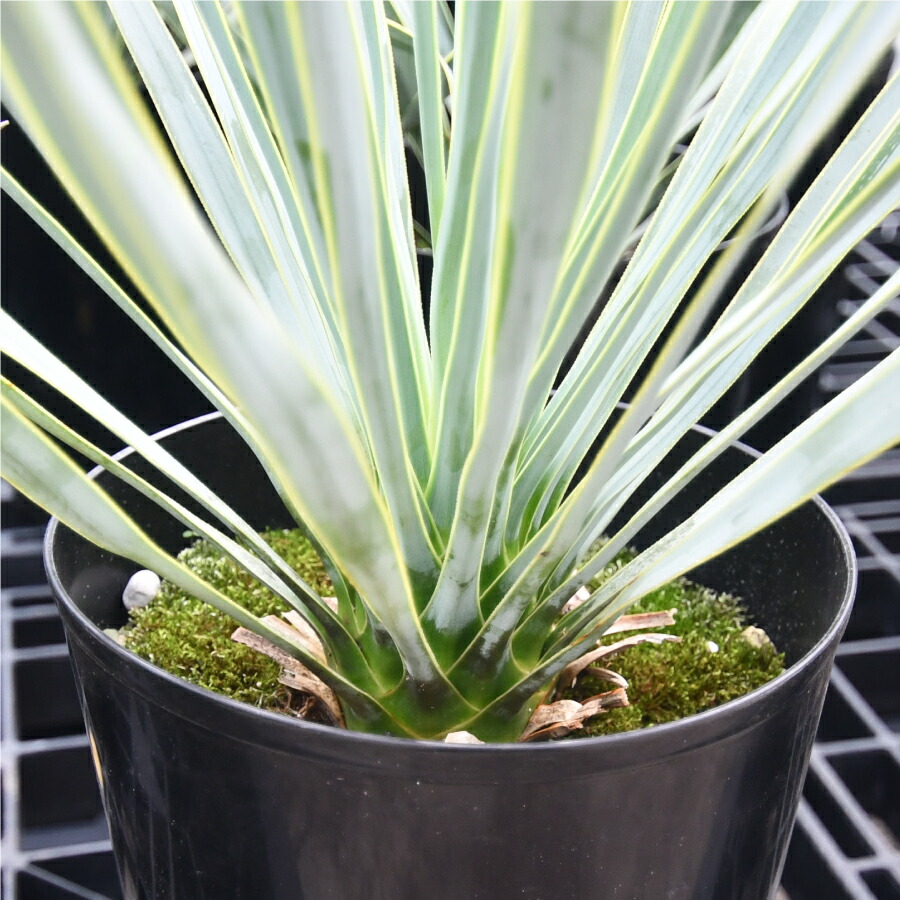 AL1181】ユッカ ロストラータ シルバー 極太 楽天市場】ユッカ