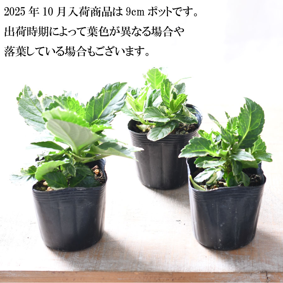 楽天市場】大栄花園 アジサイ カラフルランジア オーロラレッド 【2025