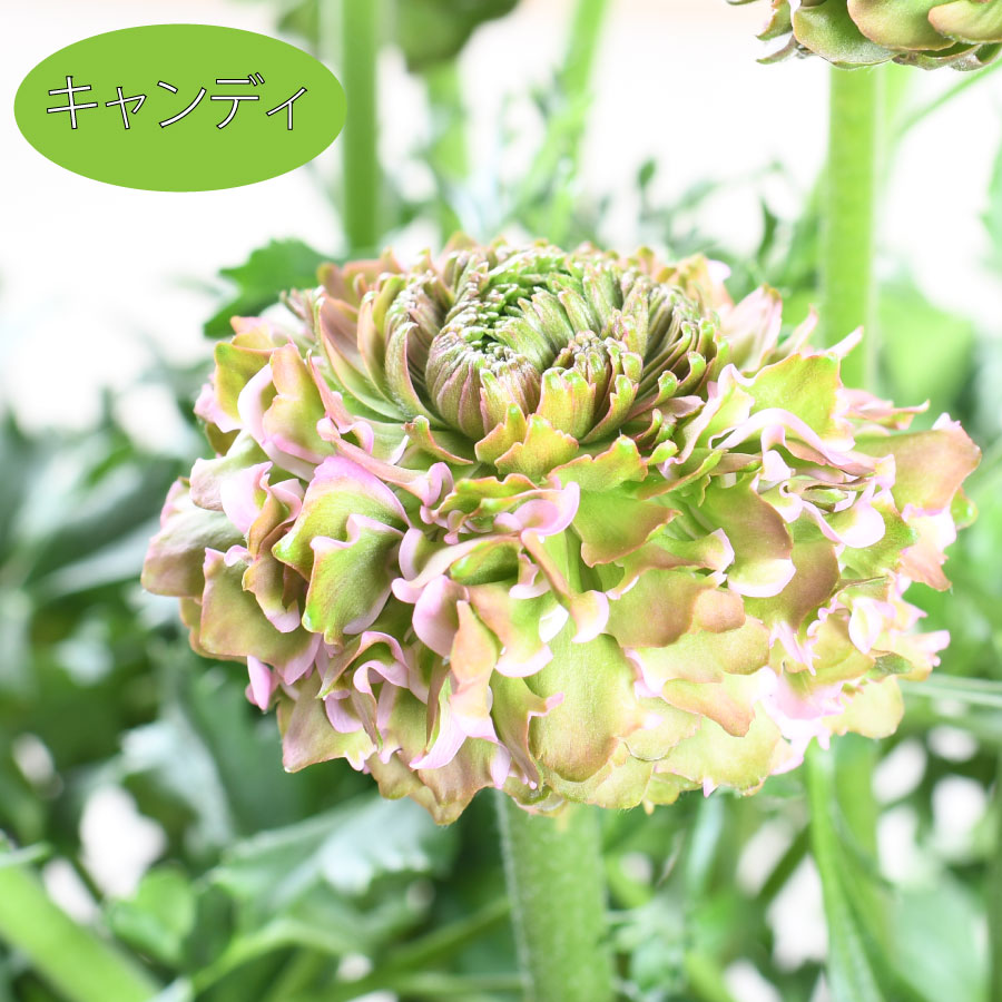 楽天市場】ラナンキュラス ポンポン 5号鉢 希少 鉢花 珍しい かわいい