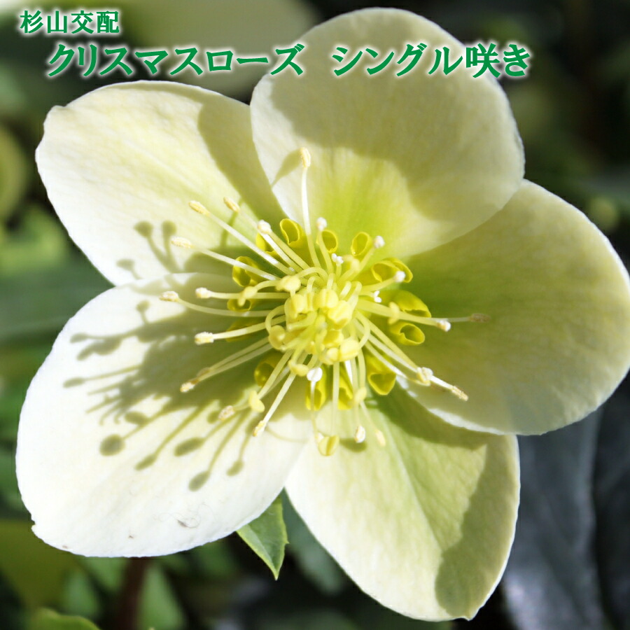 楽天市場】アガベ 白鯨 【訳アリセール品】 チタノタ 3.5号 多肉植物