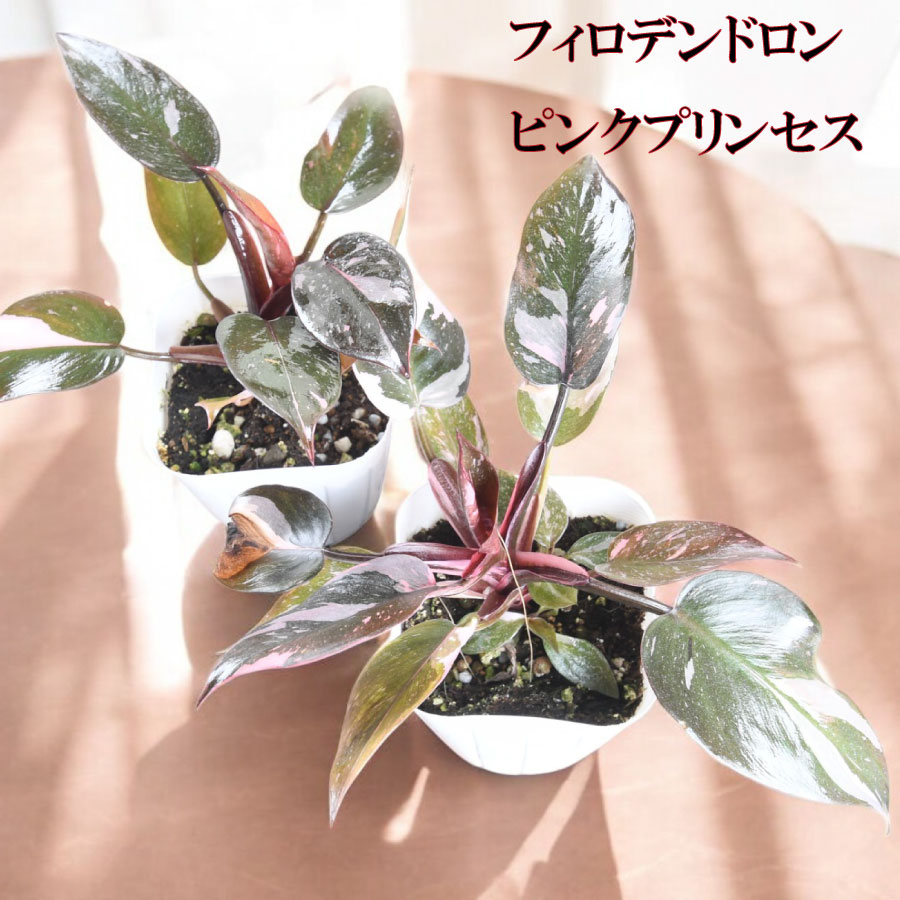 楽天市場】希少な フィロデンドロン ピンクプリンセス 4号ポット苗