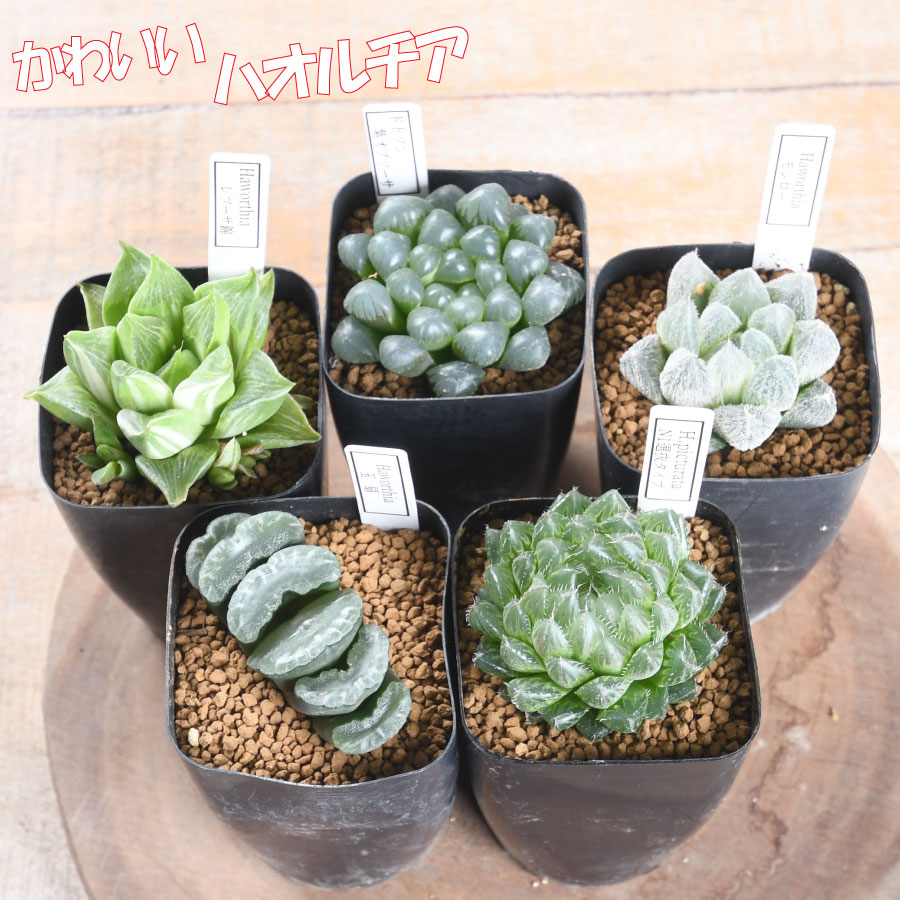 楽天市場】ハオルチア 選べる全5品種 レツーサ錦 玉扇 ピクツラータ