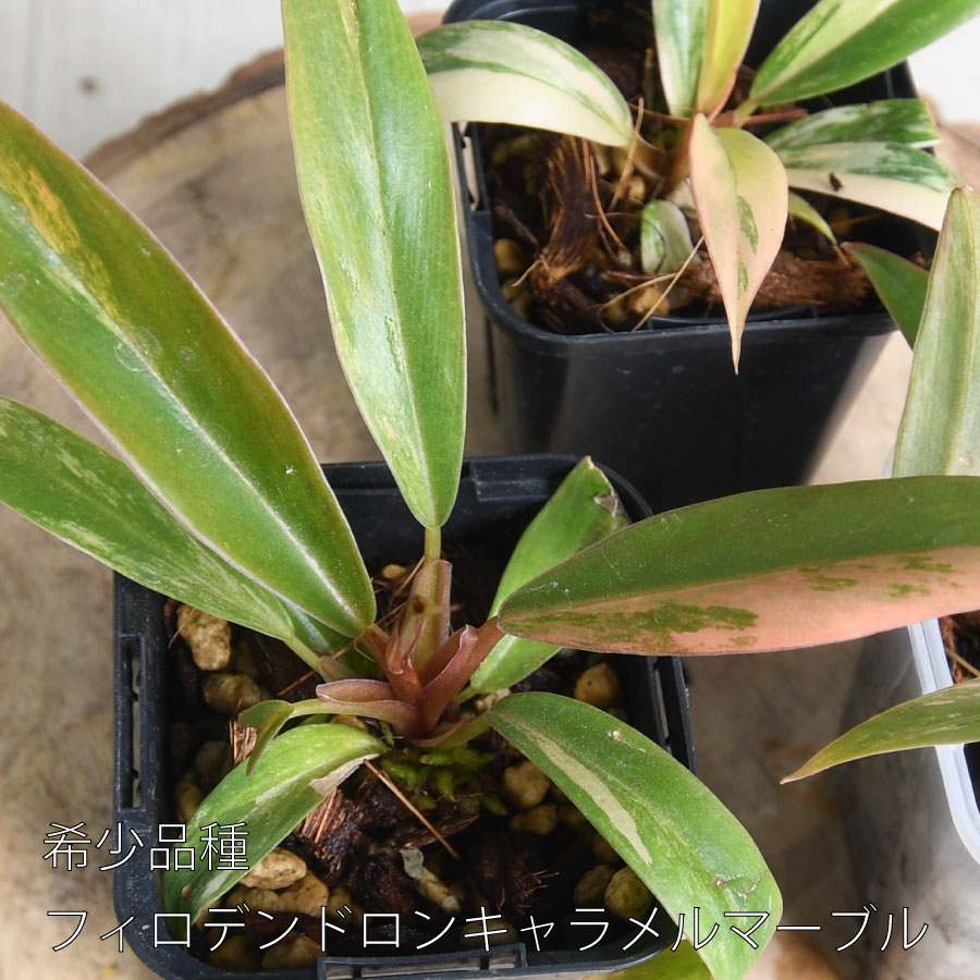 楽天市場】【セール品！】 超希少 フィロデンドロン キャラメル