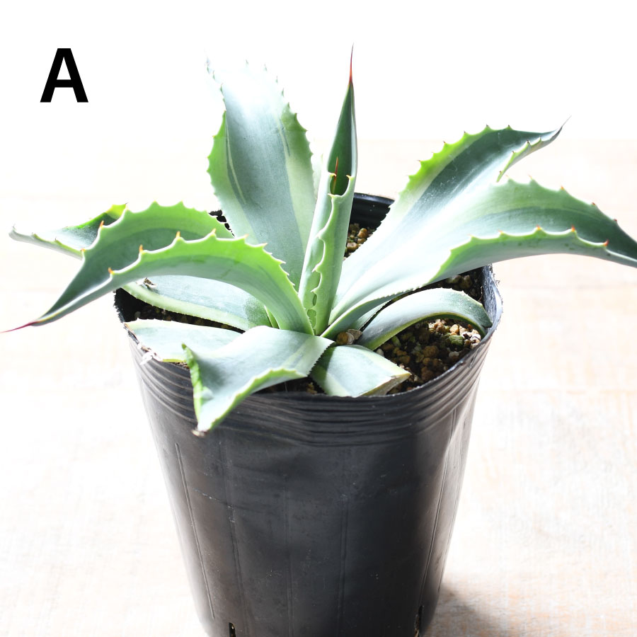 楽天市場】アガベ オバティフォリア オルカ 4号 【選べる現品】 斑入り