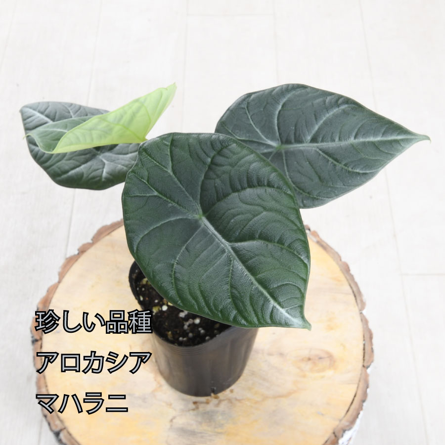 楽天市場】アロカシア マハラニ 観葉植物 珍しい品種 希少 3号 ポット