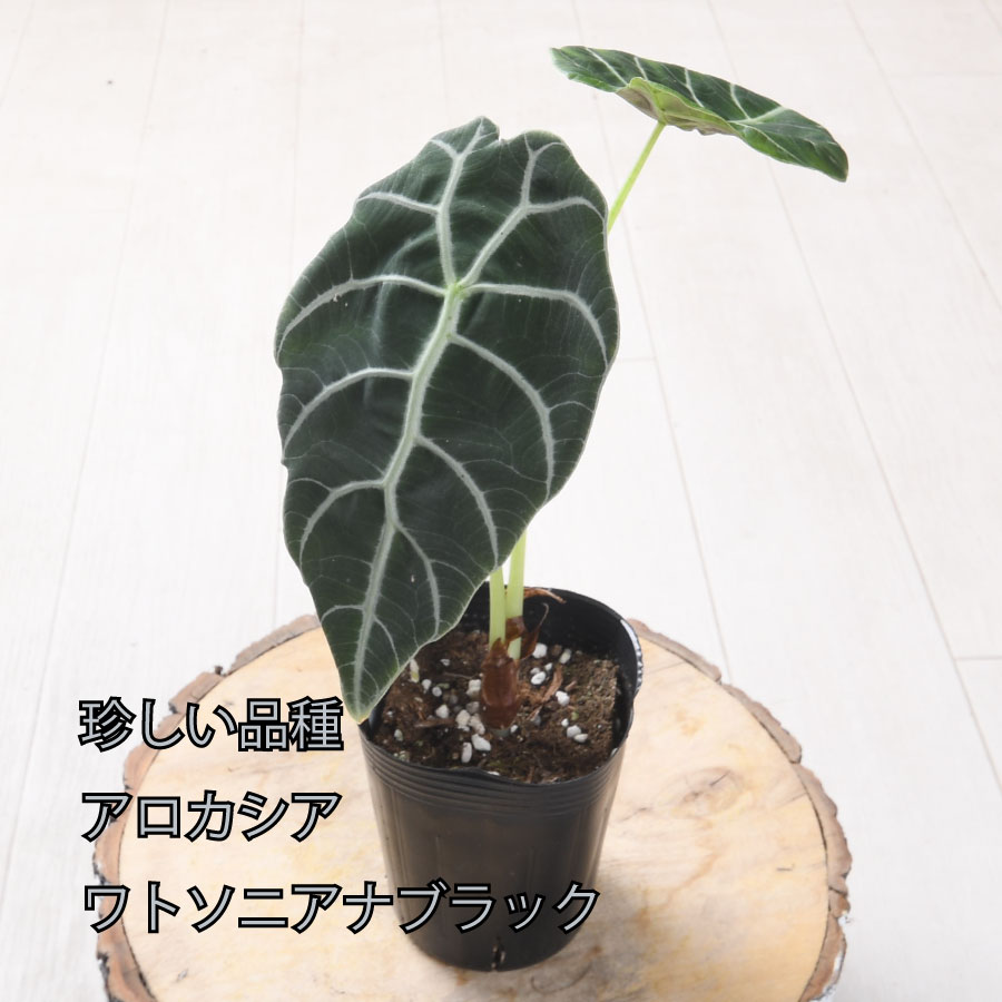楽天市場】アロカシア ワトソニアナ ブラック 観葉植物 珍しい品種
