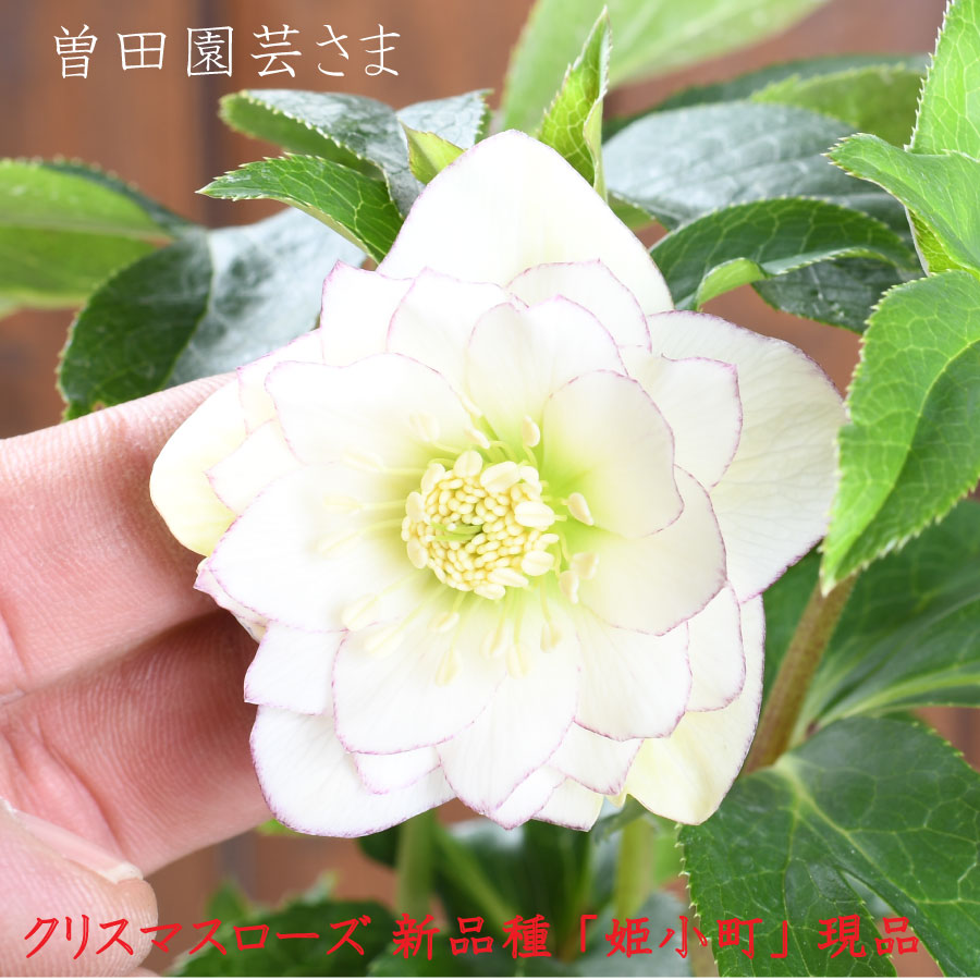 楽天市場】【決算特価セール！】 曽田園芸 新品種 姫小町 小輪多花性