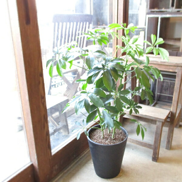 楽天市場】シェフレラ カポックの通販