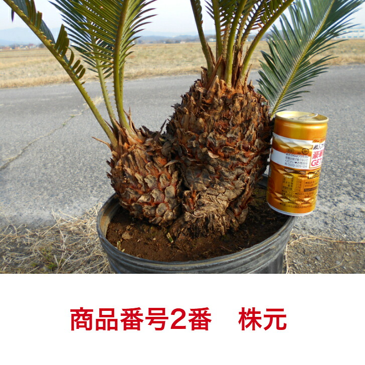 楽天市場】【一点物】 ソテツ 蘇鉄 株立ち樹形きれい 子株付き 3/2新