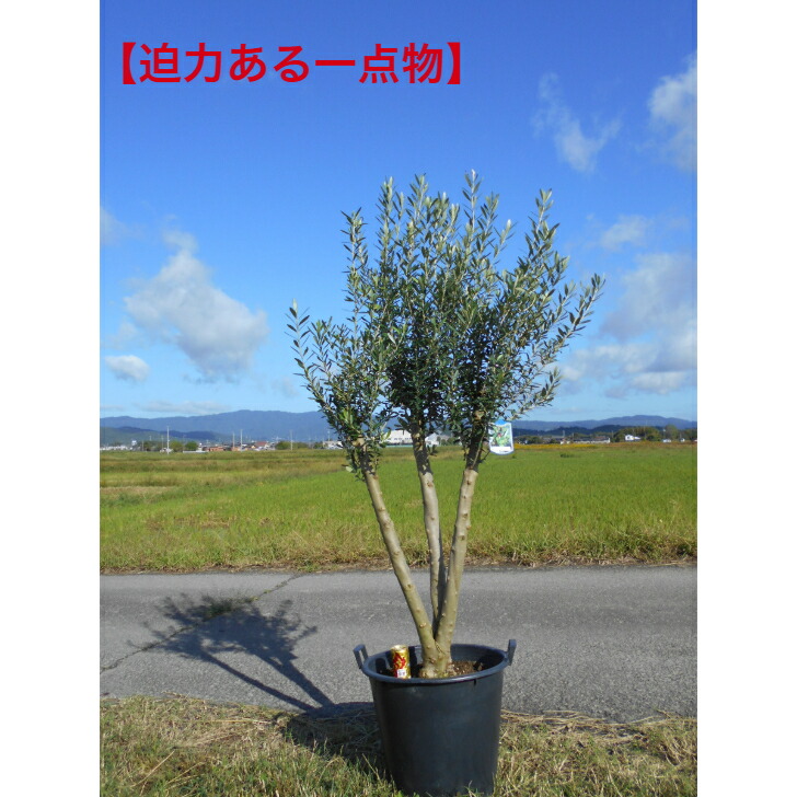 オリーブ 木 種」の人気商品一覧 | 安い商品を通販サイトから探す