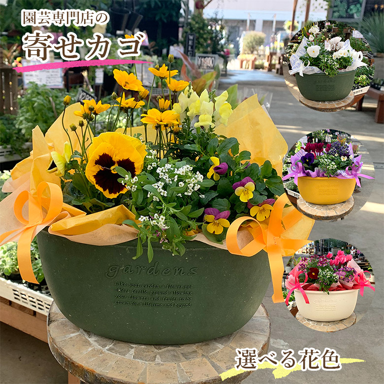 楽天市場】【送料無料】当店おすすめの 寄せカゴ ギフト 敬老の日