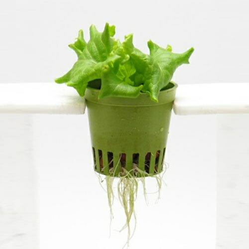 楽天市場】LF-CV-TN ココベジキットシリーズ 小型水耕栽培 ココべジTN