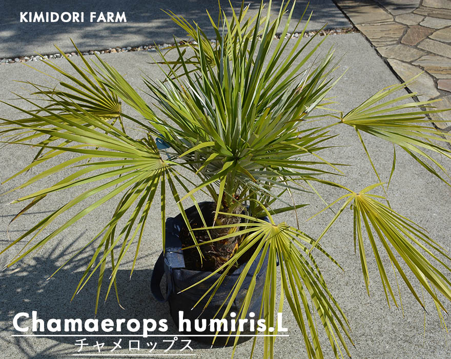 楽天市場】チャメロップス ヤシ シンボルツリー 植木 庭木 観葉植物