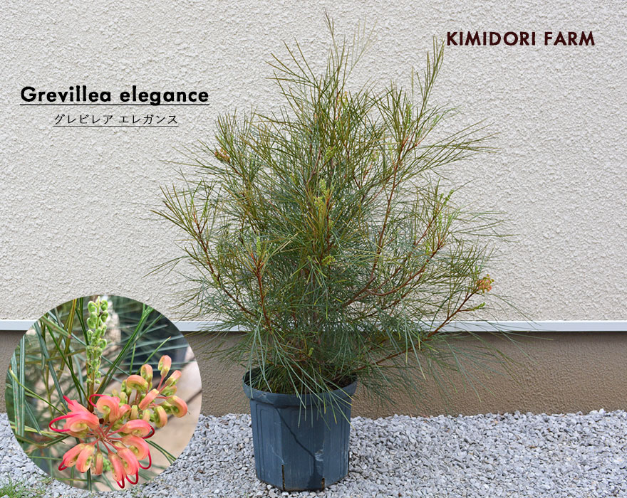 楽天市場】グレビレア エレガンス グレヴィレア オージープランツ
