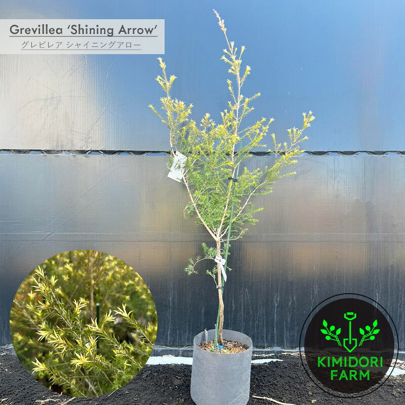 オージープランツ」の人気商品一覧 | 安い商品を通販サイトから探す