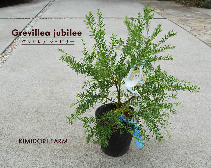 楽天市場】グレビレア ジュビリー ネイティブ プランツ グレヴィレア