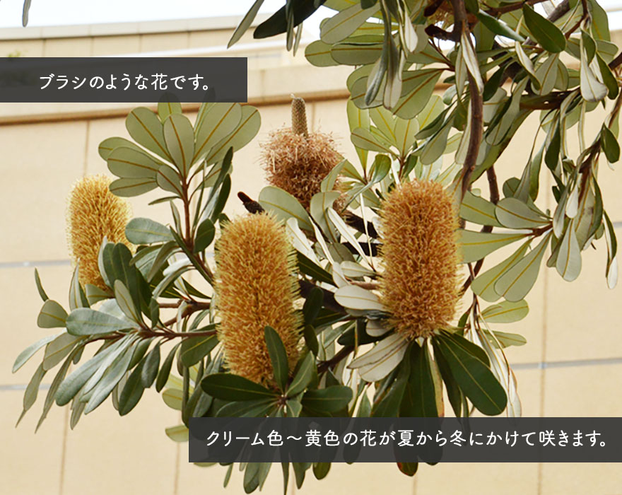 楽天市場】バンクシア コースト 約100-120cm 苗 植木 庭木