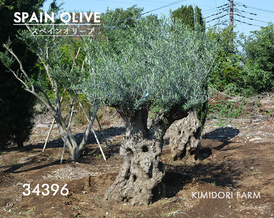 楽天市場】古木（植木｜ガーデニング・農業）：花・ガーデン・DIYの通販