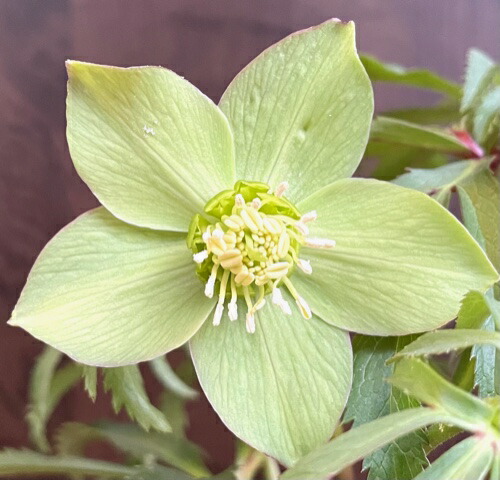 苗 クリスマスローズ 苗 原種」の人気商品一覧 | 安い商品を通販サイト