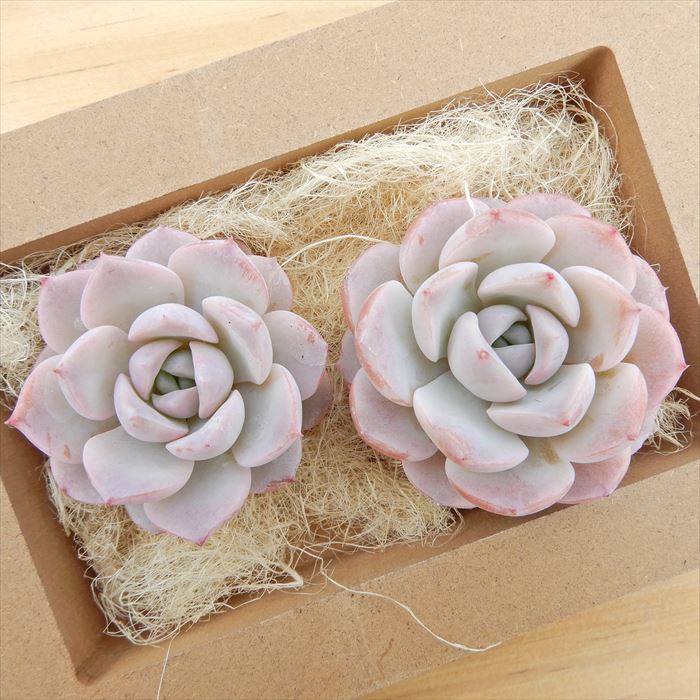 楽天市場】多肉植物 エケベリア アメイジンググレイス 韓国苗 抜き苗