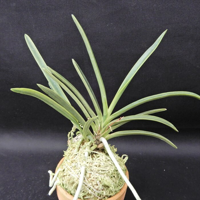 楽天市場】富貴蘭 長生殿 2.5号鉢 フウキラン 風蘭 古典植物 山野草