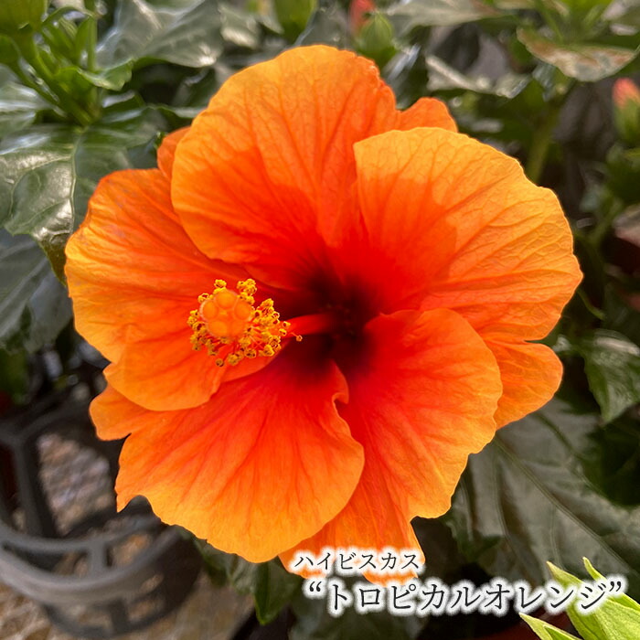 楽天市場】【予約販売】 ハイビスカス トロピカルオレンジ 5号 鉢植え