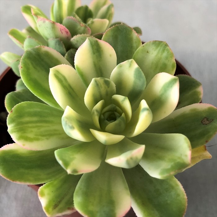 楽天市場】多肉植物 アエオニウム 愛染錦 6.5cmポット 観葉植物