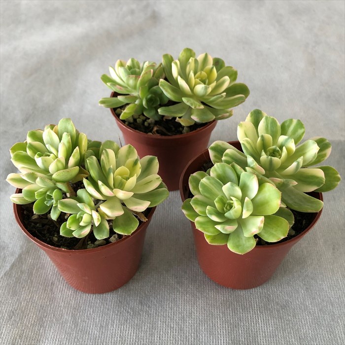 楽天市場】多肉植物 アエオニウム 愛染錦 6.5cmポット 観葉植物