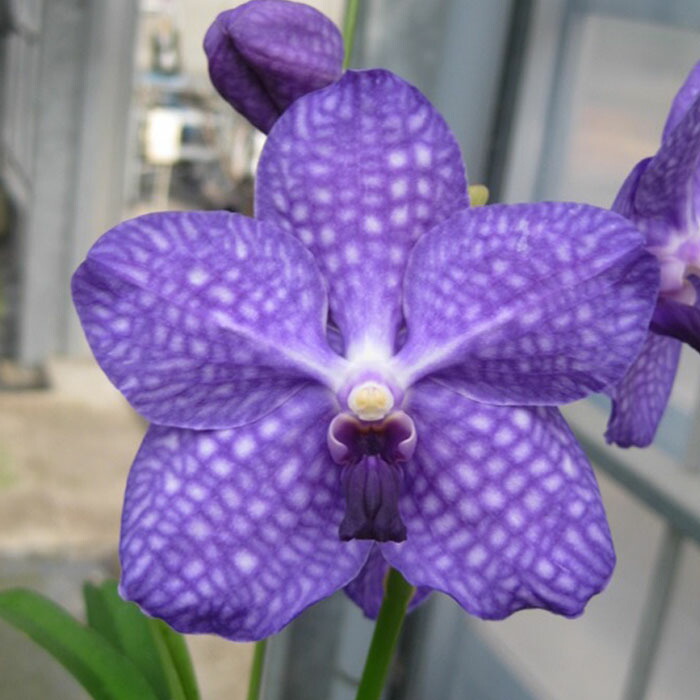 楽天市場】洋ラン バンダ パクチョンブルー No.2 幼苗 吊り 洋蘭