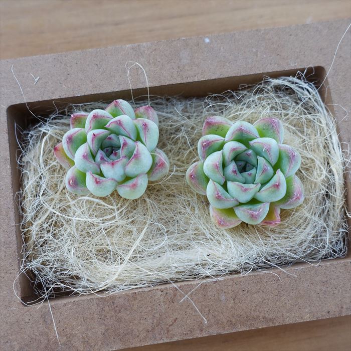 楽天市場】多肉植物 エケベリア プレーンアイス 韓国苗 抜き苗 カット