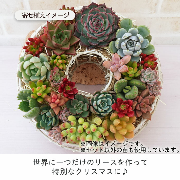 楽天市場】【柏屋商店さん直送】【12/21 16時まで】多肉植物 送料無料