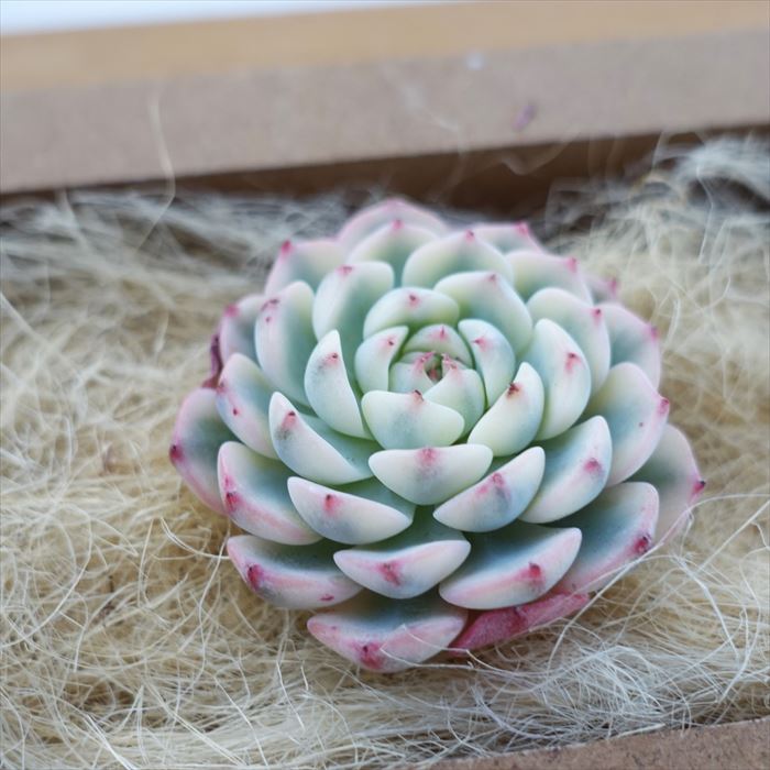 楽天市場】多肉植物 エケベリア ホワイトミニマ錦 韓国苗 抜き苗