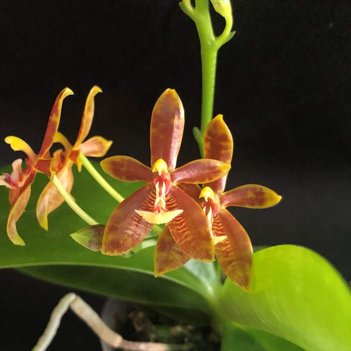 楽天市場】洋ラン【開花見込株】ファレノプシス マンセビ 長さ約25cm杉