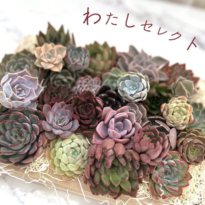 楽天市場】多肉植物 セネキオ 七宝樹錦 6cmポット 観葉植物 インテリア