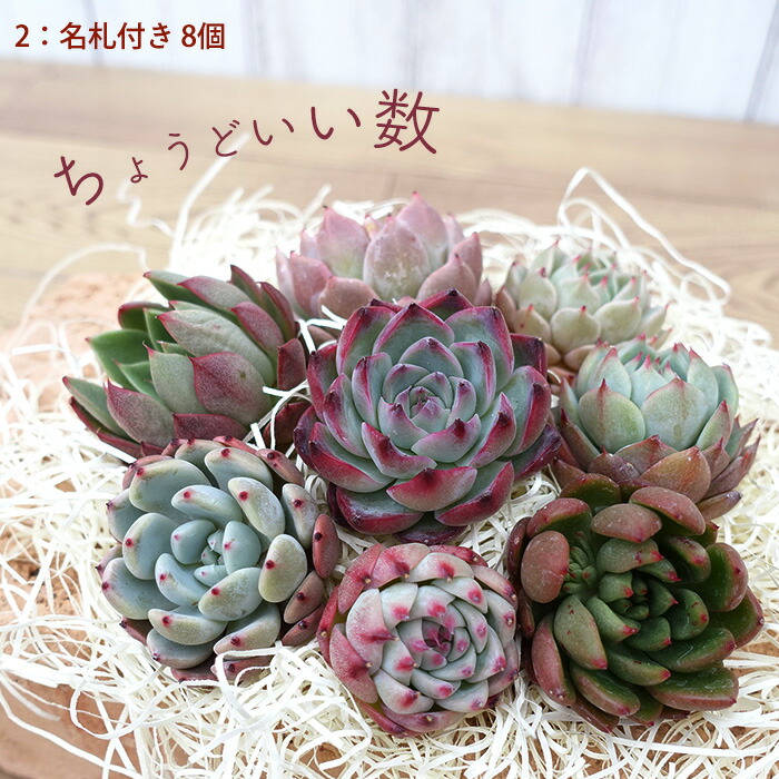 楽天市場】多肉植物 エケベリアカット苗 選べる名札付きセット 寄せ