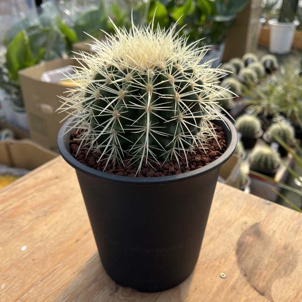 楽天市場】金鯱 キンシャチ ゴールデンバレルカクタス 玉サボテン