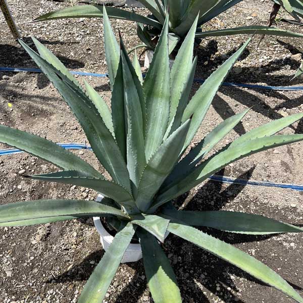 楽天市場】【送料無料】アオノリュウゼツラン リュウゼツラン