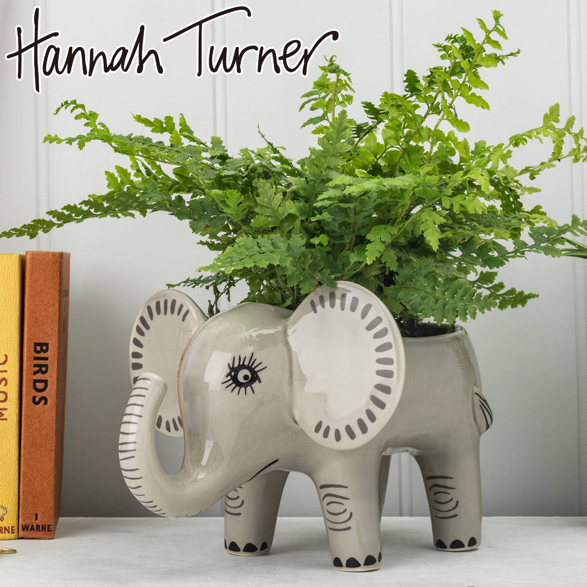 楽天市場】観葉植物 ゾウの通販