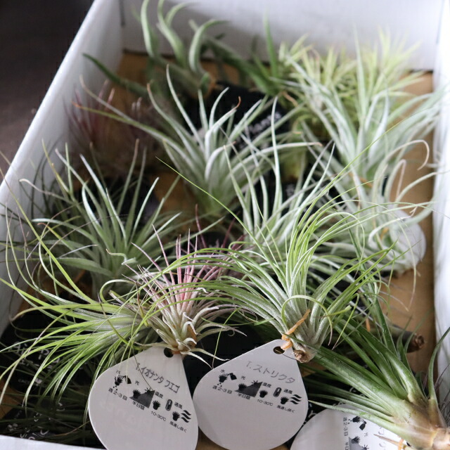 チランジア 種 エアープランツ」の人気商品一覧 | 安い商品を通販