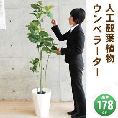 楽天市場】【取寄品】 フェイクグリーン 光触媒 ウンベラーター 178cm