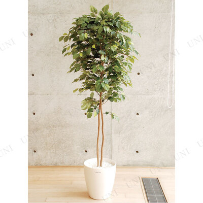 楽天市場】【取寄品】 フェイクグリーン 光触媒 ベンジャミン 170cm
