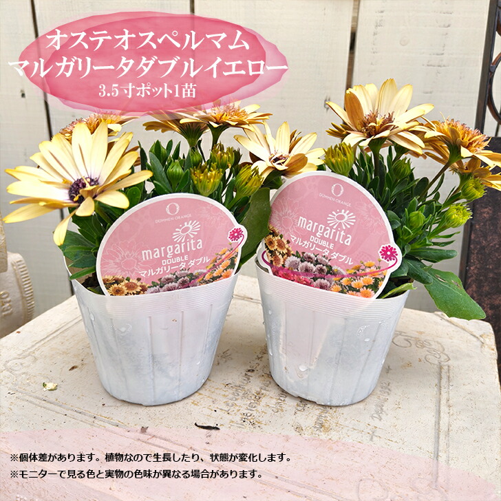 楽天市場】八重咲きオステオスペルマム プリンセス サンライズ