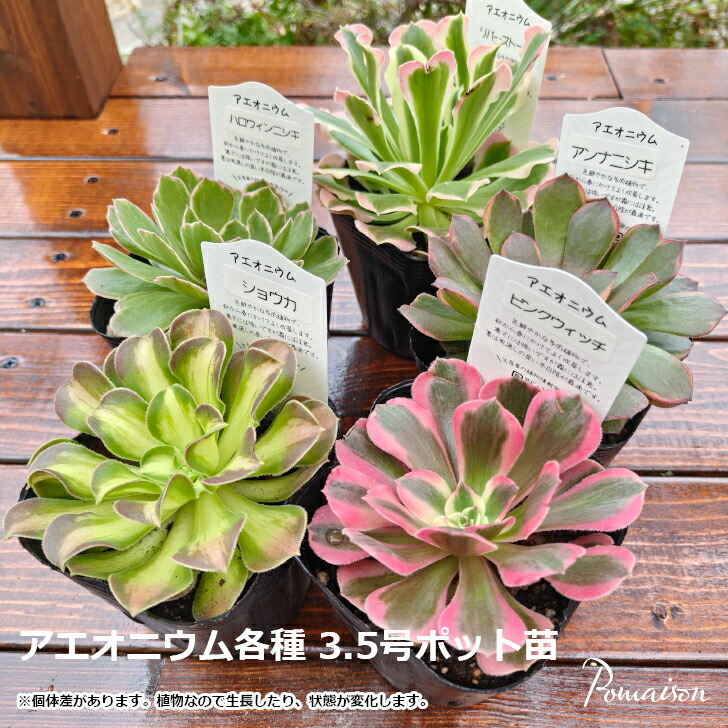 楽天市場】アエオニウム錦の通販