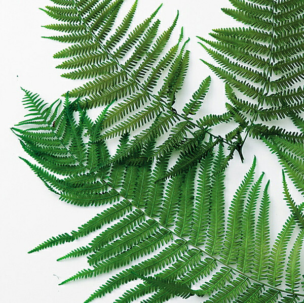 楽天市場】【P15倍中 3/11 9:59まで】 プリザーブドフラワー 花材