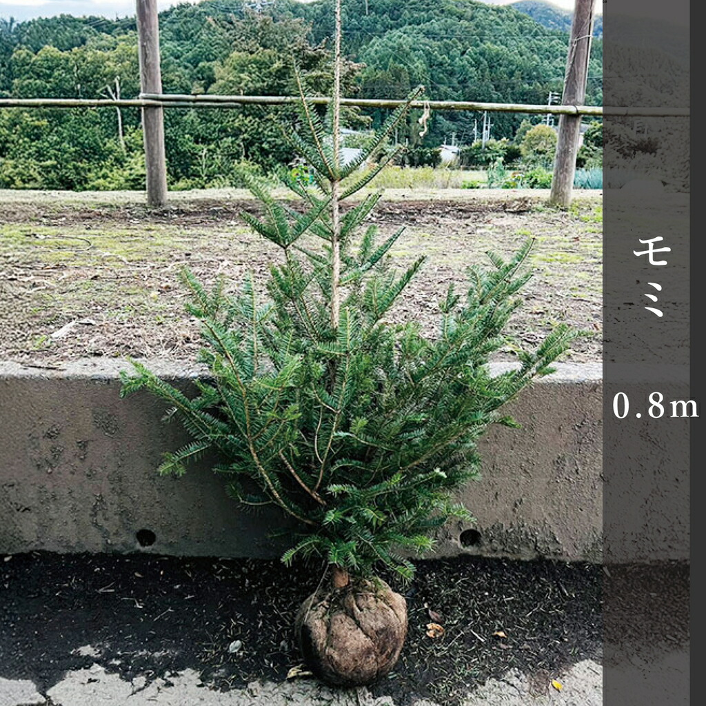 楽天市場】もみの木の通販