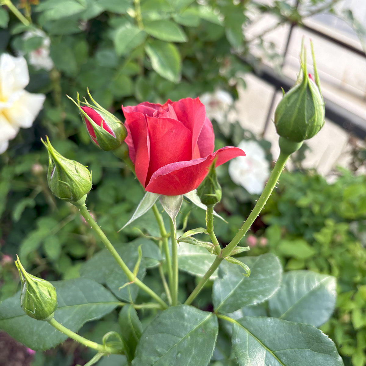 楽天市場】[訳あり] バラ苗 【ホットチョコレート】 (アウトレット苗