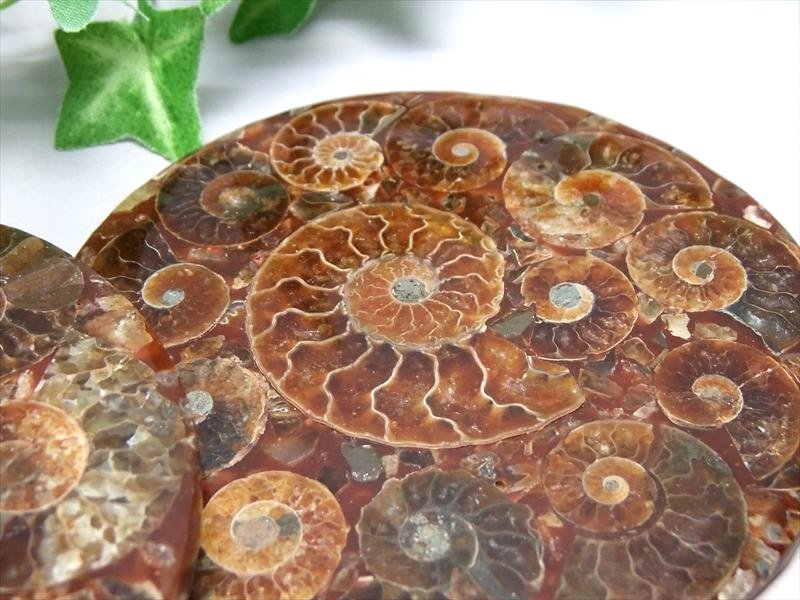 楽天市場】○高品質 完全体タイプ 5A【アンモナイト化石 円形スライス