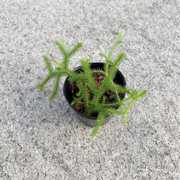 楽天市場】お任せ カット苗□常緑性シダ植物 ヒカゲノカズラ(日陰の葛