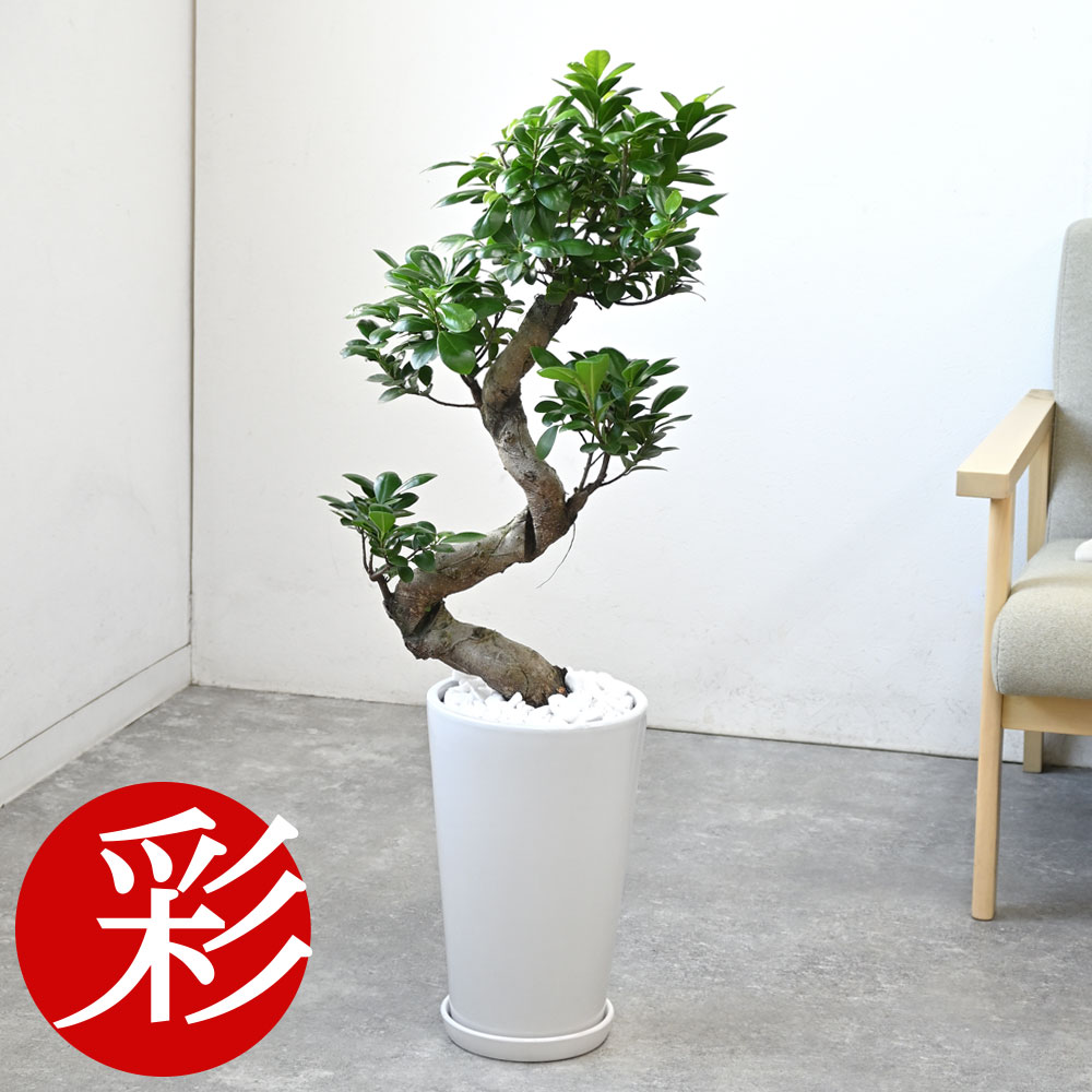 楽天市場】【6日までポイント3倍】ガジュマル（昇り竜）シャイニー