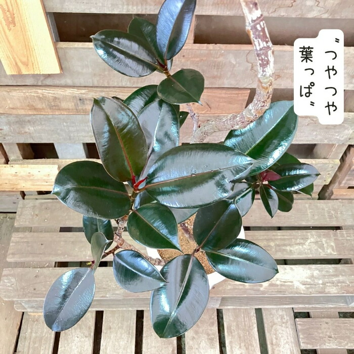 楽天市場】【6日までポイント4倍】観葉植物【現品】フィカス